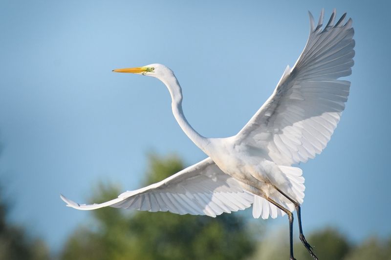 wildlife, birdwatching, nature, bird photography, птица, фотоохота, природа, зяблик  Большая белая цапля фото превью