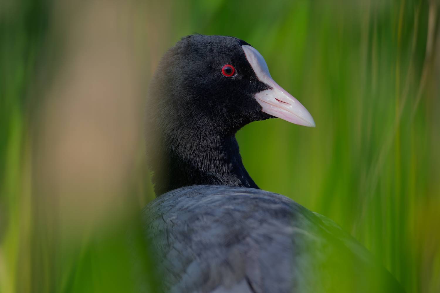 лысуха, птица, водоплавающие, птицы, дикая жизнь, природа, на воде, птицы россии, bird, nature, life, coot, common coot, black coot, eurasian coot, Дмитрий Федорако