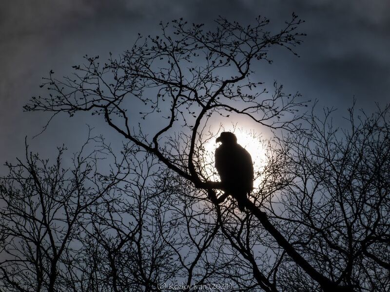 Белоплечий орлан фото превью