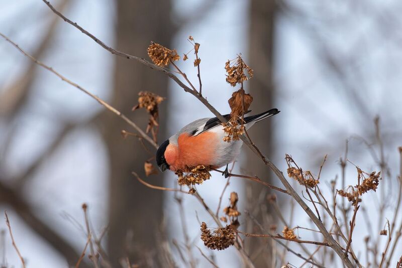 Снегири прилетели фото превью