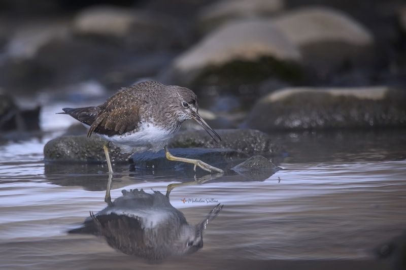 фотоохота, птица, черныш, зима, птицы И море, и снег ему по колено. фото превью