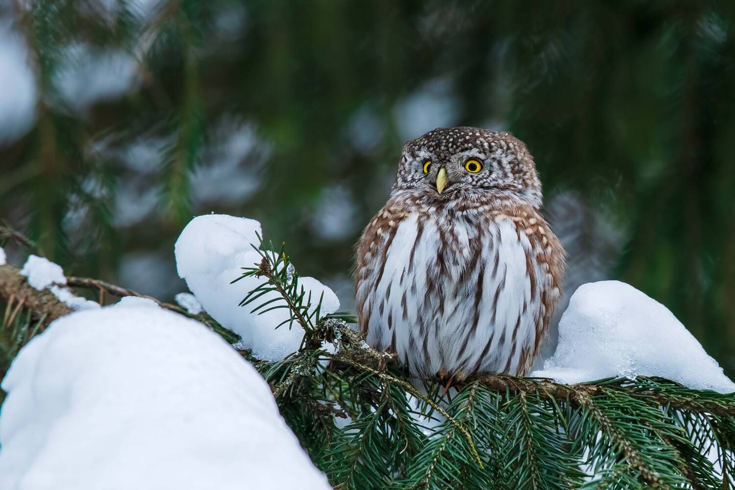 , Павел Ныриков
