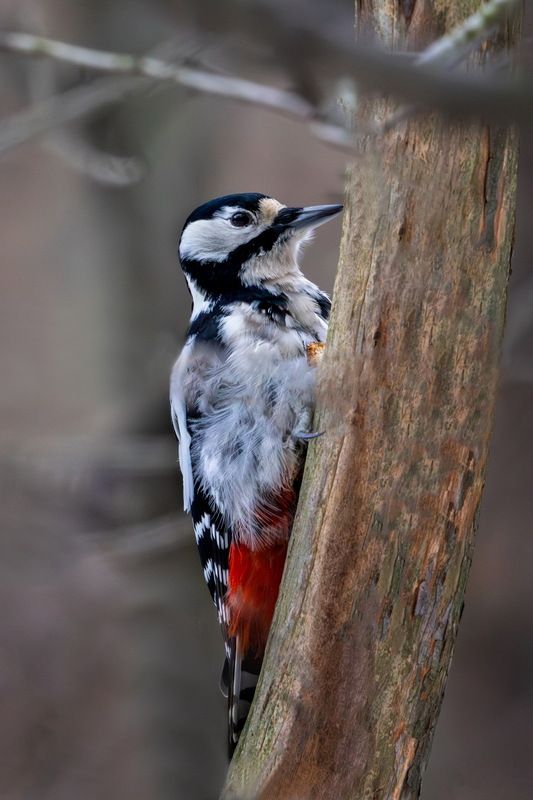 С прогулки фото превью
