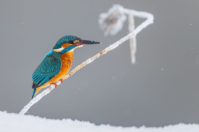 зимородок, птицы, голубой зимородок Голубой зимородок фото превью