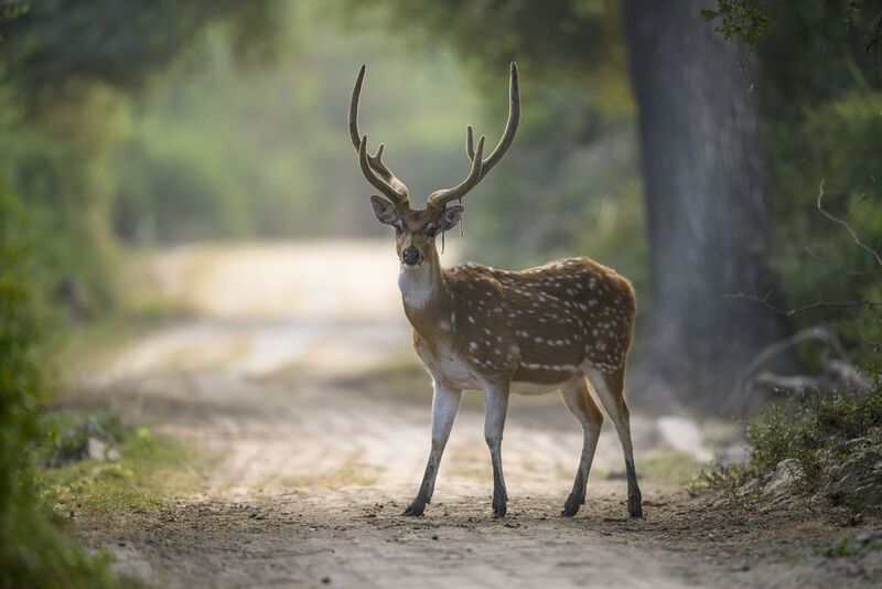 От охоты к фотоохоте фото превью