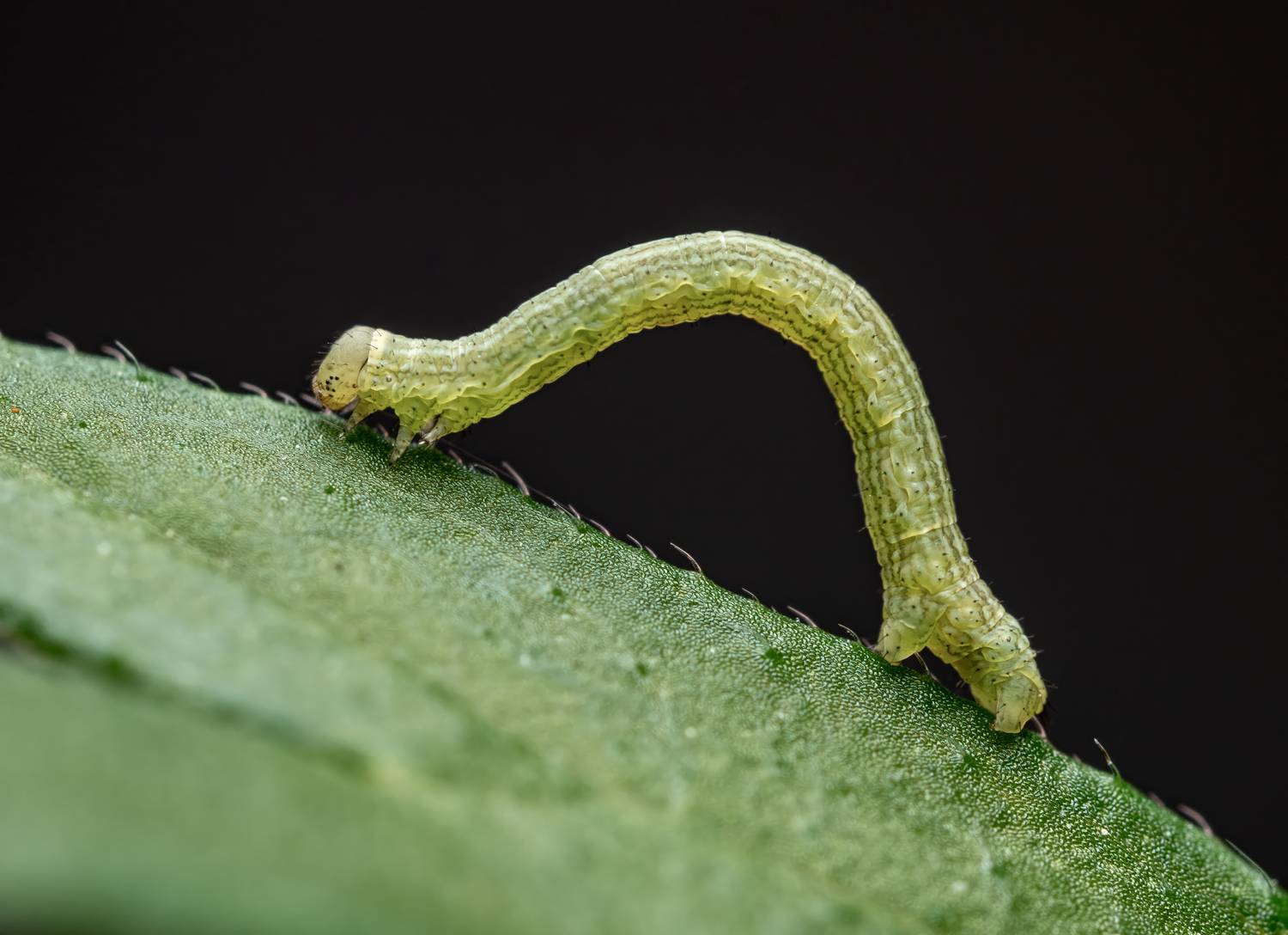 , Миша Усольцев