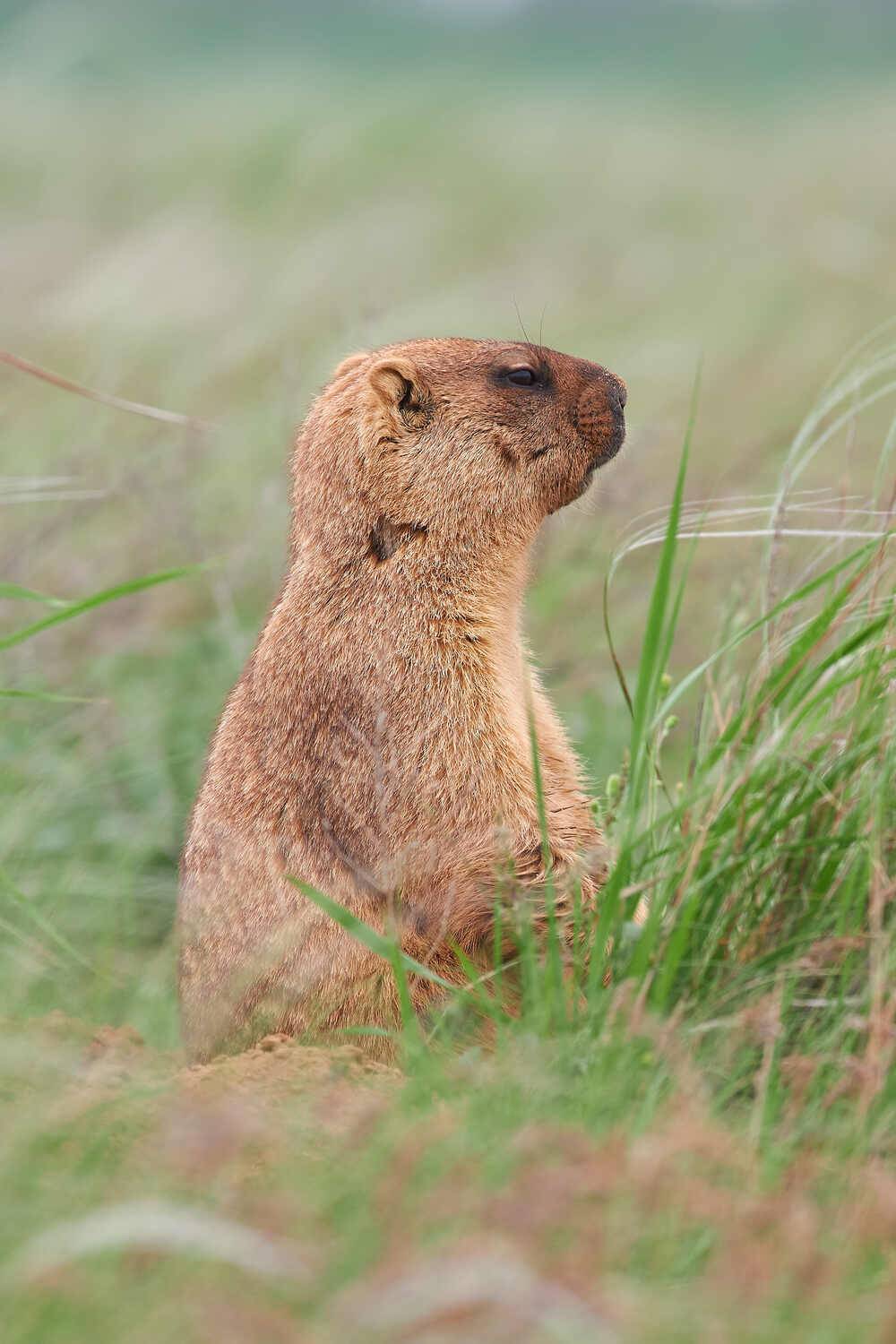 байбак, степной сурок, сурок, , Павел Сторчилов