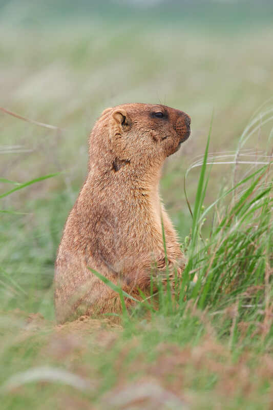 байбак, степной сурок, сурок,  Байбак фото превью