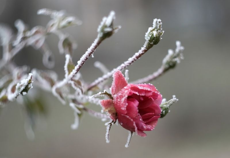 Эфемерная красота фото превью