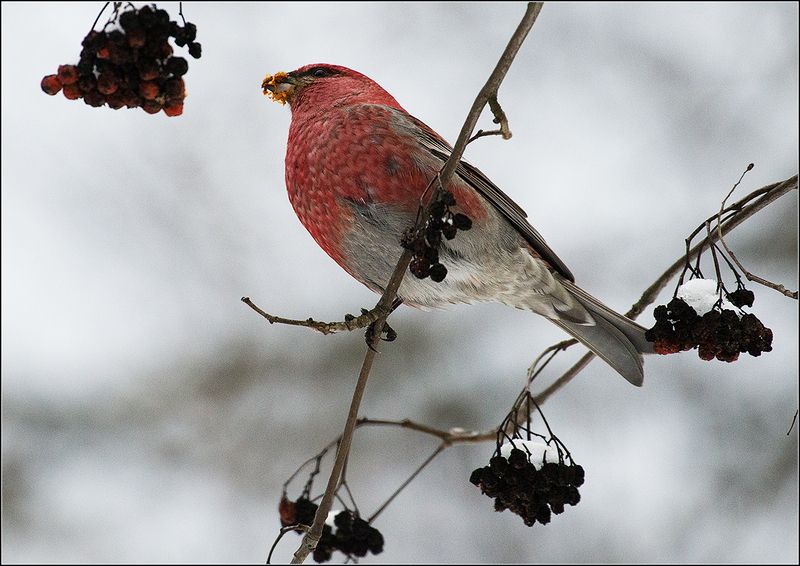 москва, зима, парк, птица ЩУР фото превью