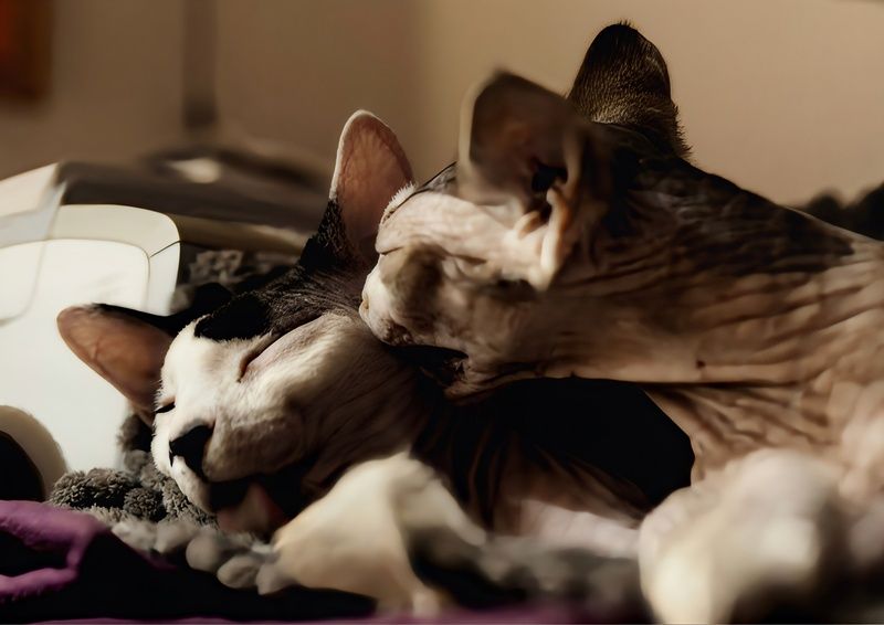 Кошки  Наши кошки  фото превью