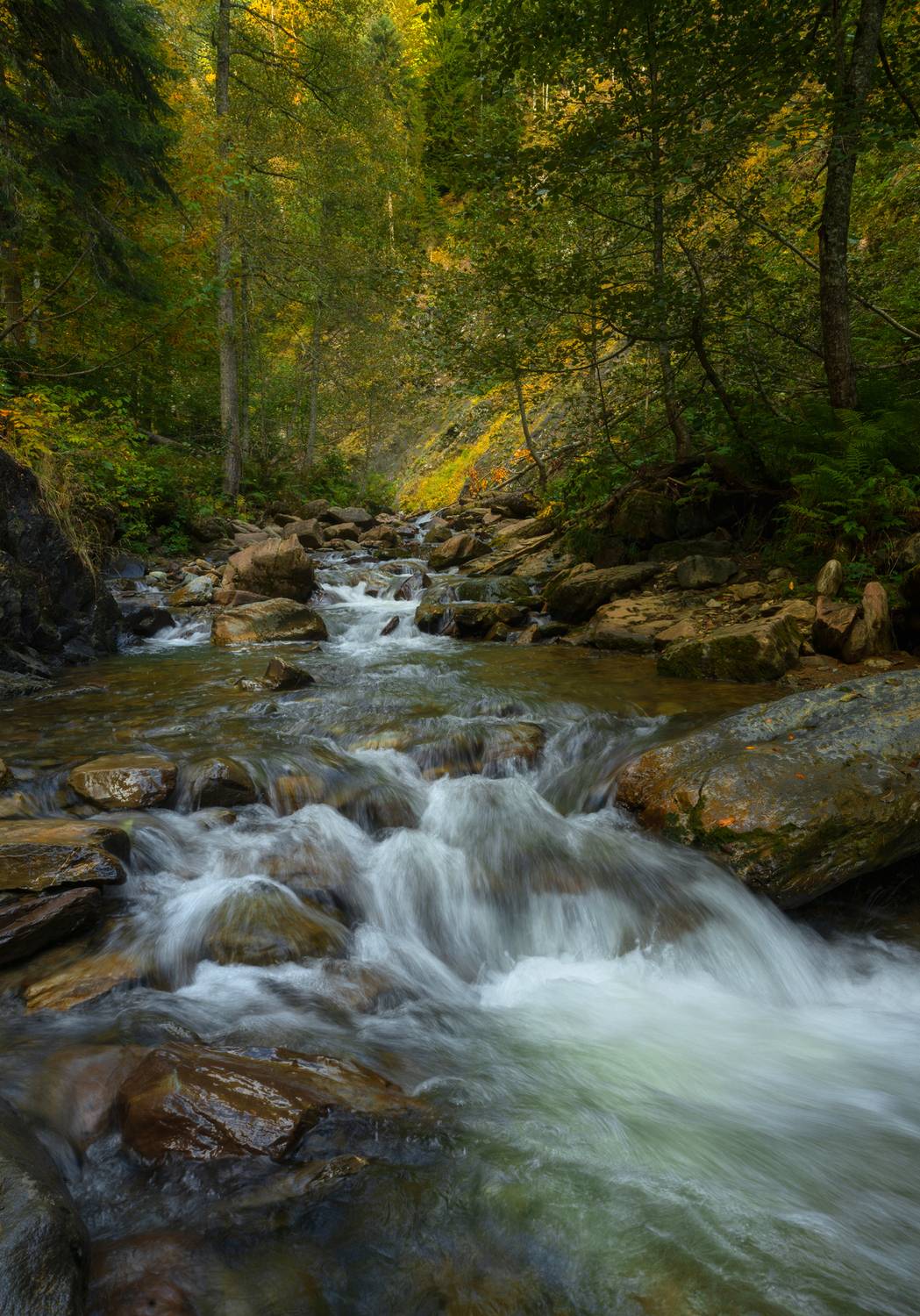 лес, горы, осень, красная поляна, Растворов Игорь