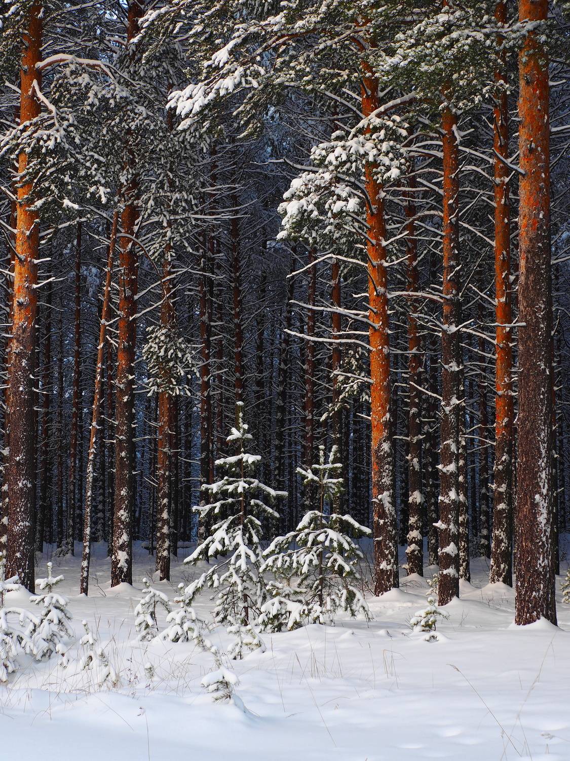 зима лес ёлочки, ANDREY PERESHEIN