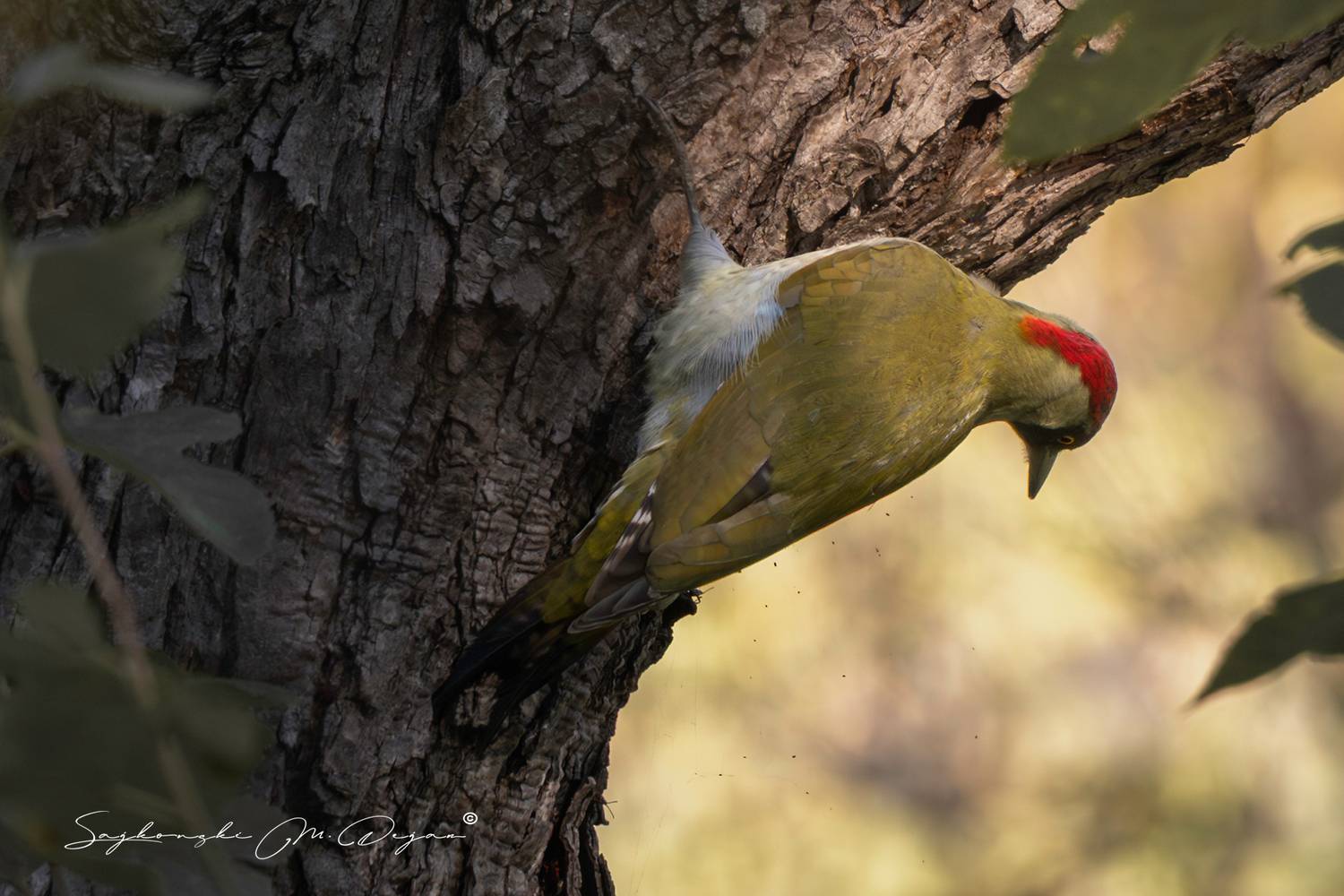bird, Dejan Sajkovski