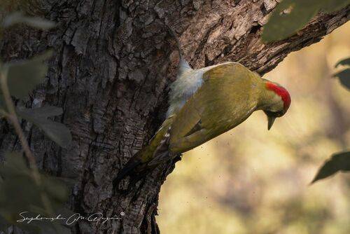 Nature | Wildlife Photography | Adventure