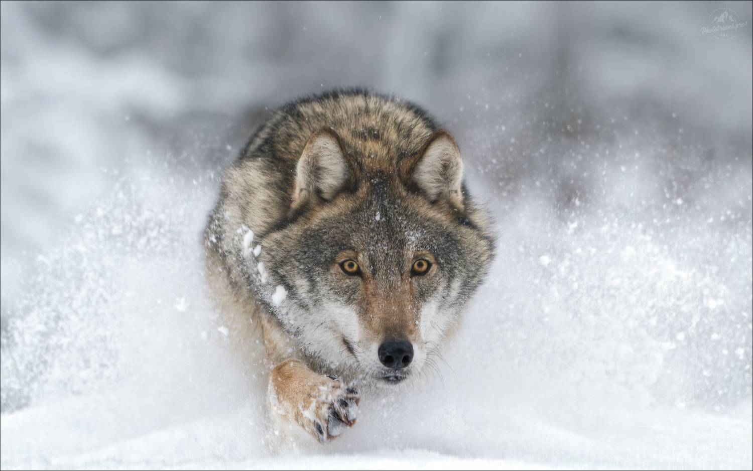 волк, серый волк, европейский волк, фототур в красный бор, красный бор, фотосъемка волков, grey wolf, canis lupus, фототуры 2026, бег волка, бегущий по снегу волк, Влад Соколовский