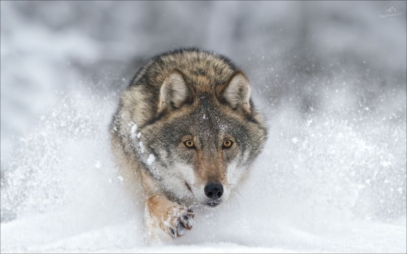 волк, серый волк, европейский волк, фототур в красный бор, красный бор, фотосъемка волков, grey wolf, canis lupus, фототуры 2026, бег волка, бегущий по снегу волк По снегу .. фото превью