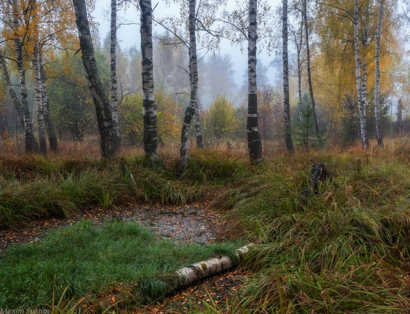 Осень, туман, опушка, березы На опушке фото превью
