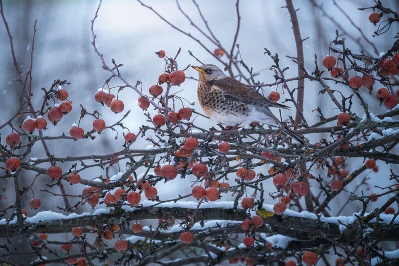 В зимнем раю фото превью