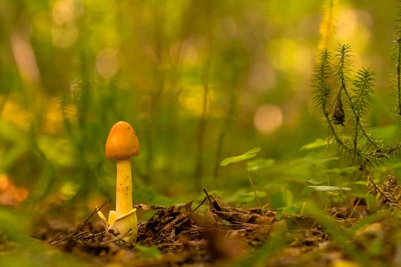 .... фото превью