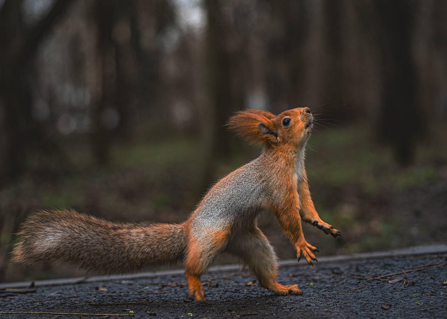 парк, животные, белка, Рябов Игорь