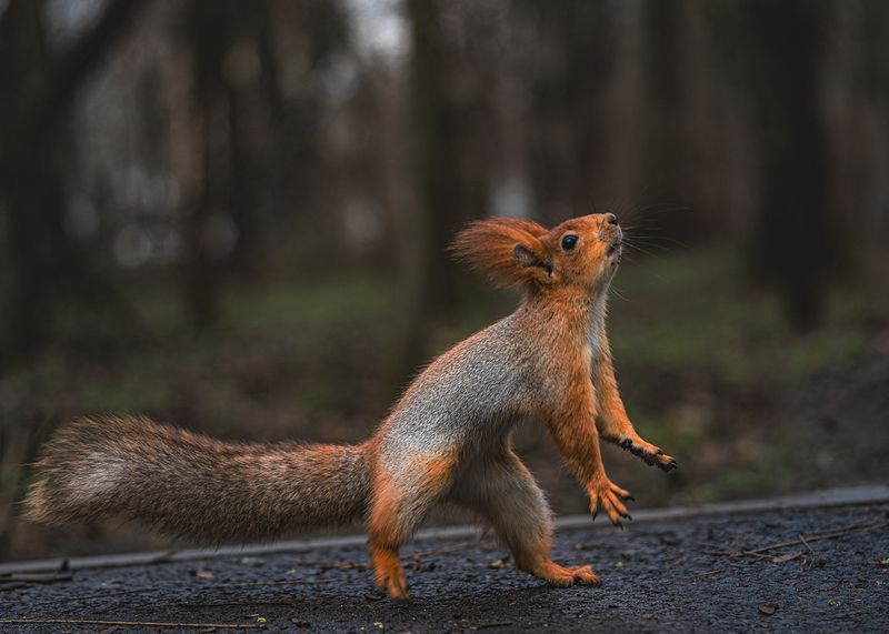 парк, животные, белка Сейчас я тебя поймаю! фото превью
