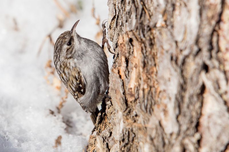 Пищуха фото превью