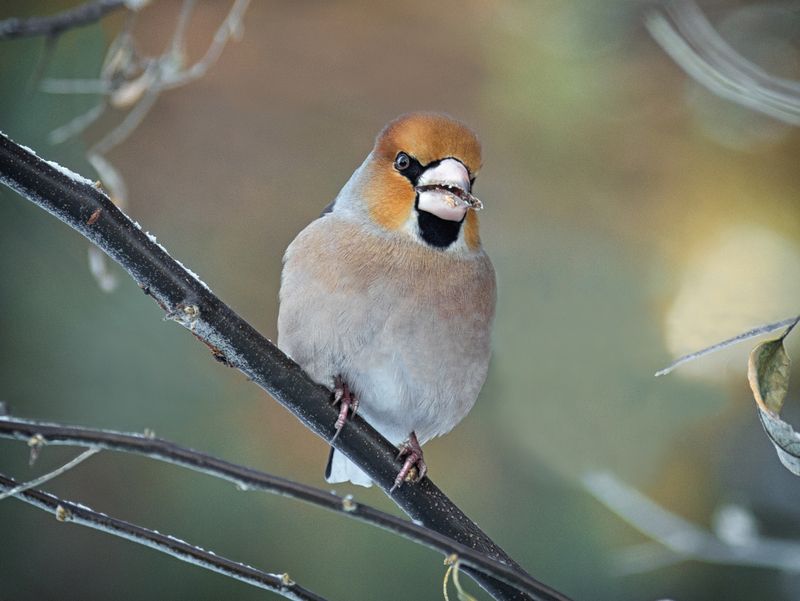 Суровый дубонос. фото превью