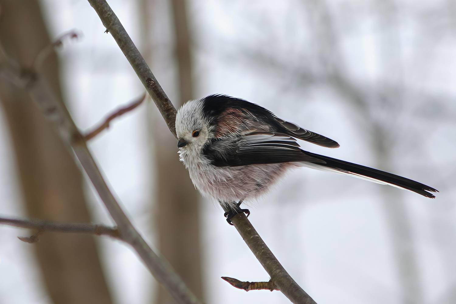 синица, длиннохвостая синица, ополовник, aegithalos caudatus, КарОл