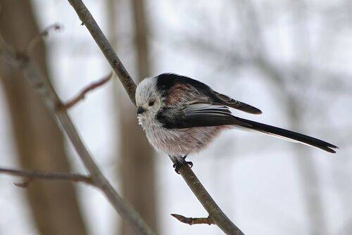 Длиннохвостая синица