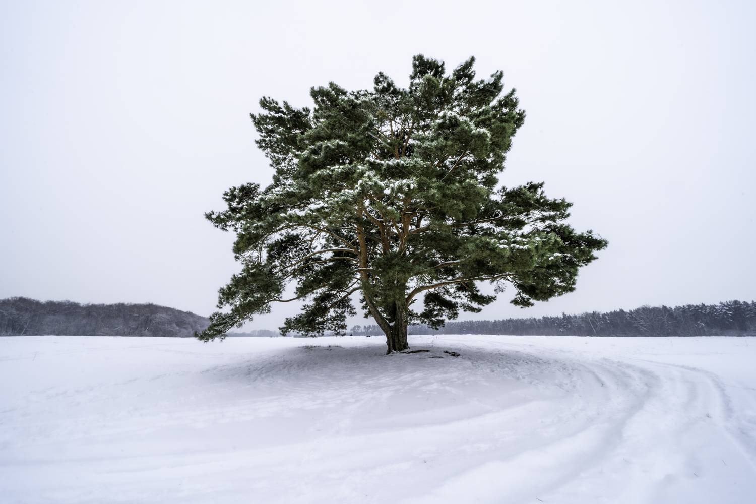 Московская область, Красногорский район, Лохин остров, Одинокая сосна, , Гаврилов Юрий