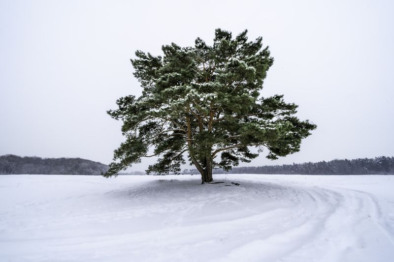 Московская область, Красногорский район, Лохин остров, Одинокая сосна,  Одинокое дерево в снежном убранстве фото превью
