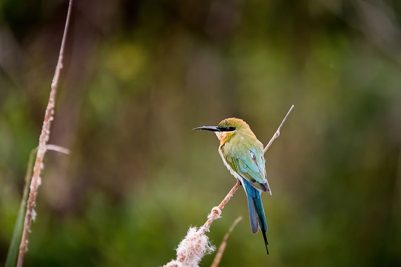 птица, щурка, Шри-Ланка синехвостая щурка фото превью