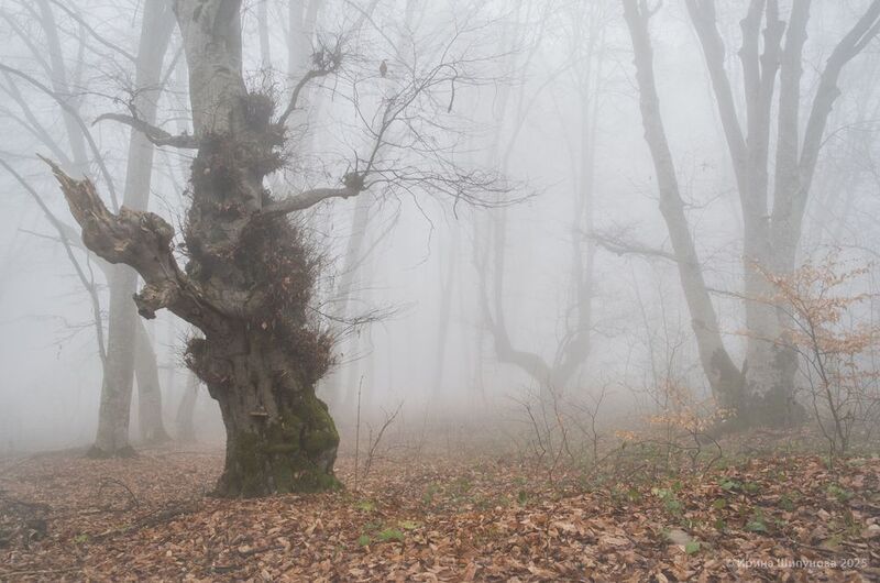 Страж Таинственного леса фото превью