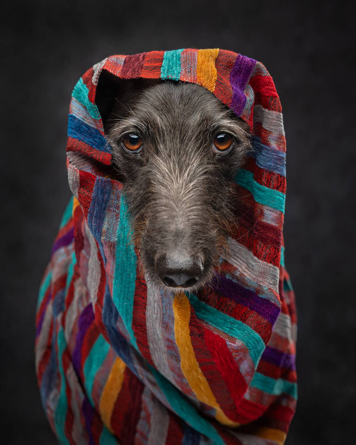 #lurcher #dog, Carolyn Bray