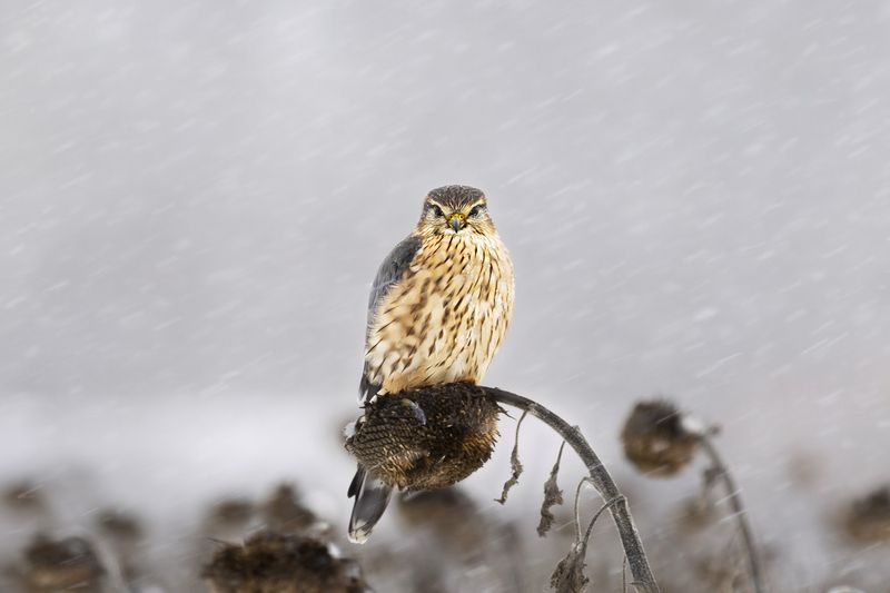 Дербник фото превью