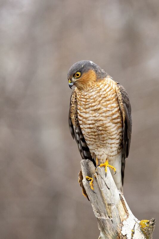 Ястреб фото превью