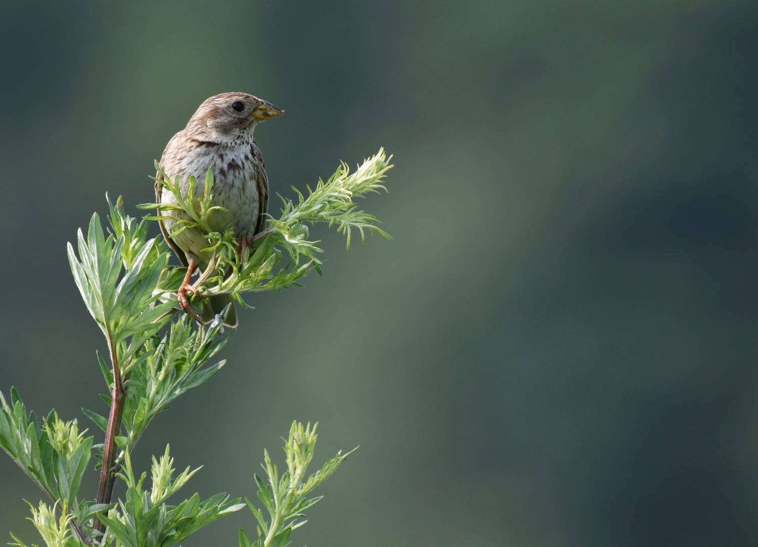 , Герчев Николай