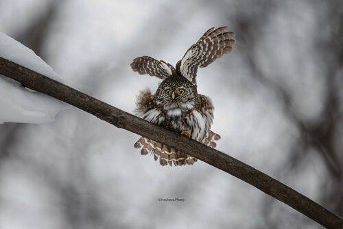 Утренняя гимнастика