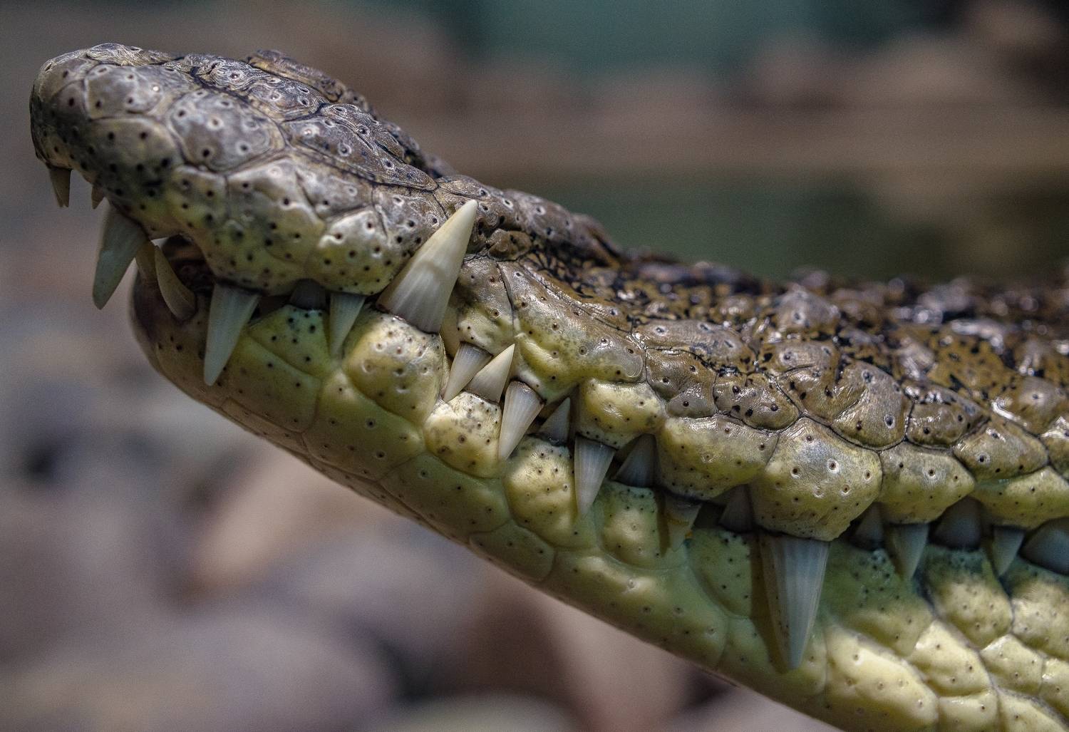 , Михаил Измайлов