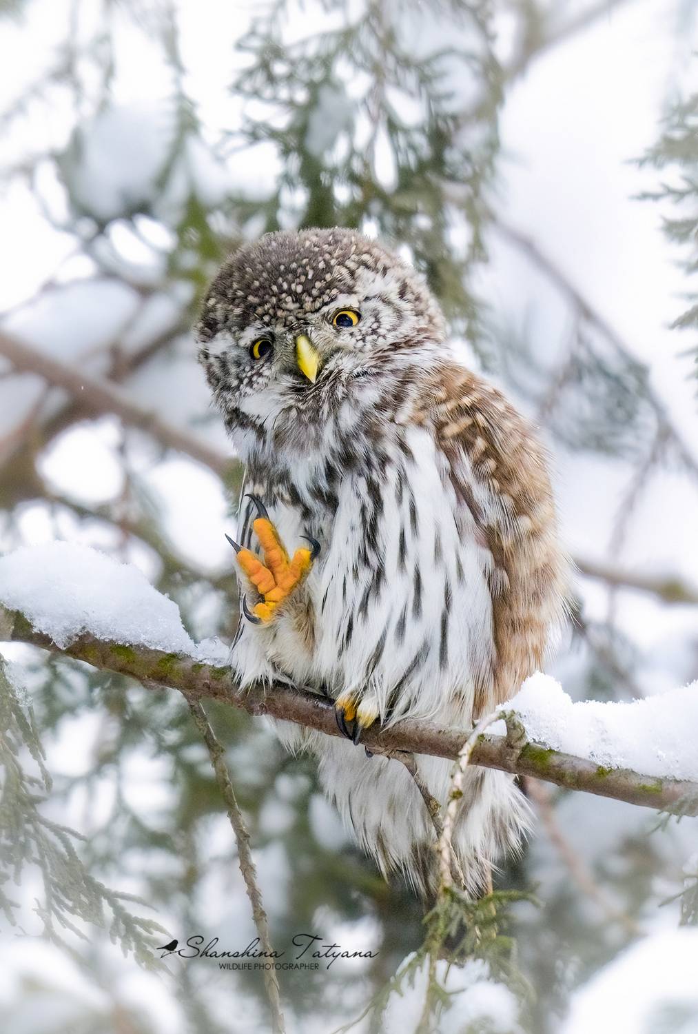 дикая природа, птицы, совы, самая маленькая сова, воробьиный сыч, Шаньшина Татьяна