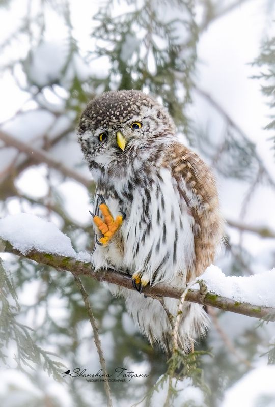 дикая природа, птицы, совы, самая маленькая сова, воробьиный сыч Приветствие воробьиного сычика фото превью