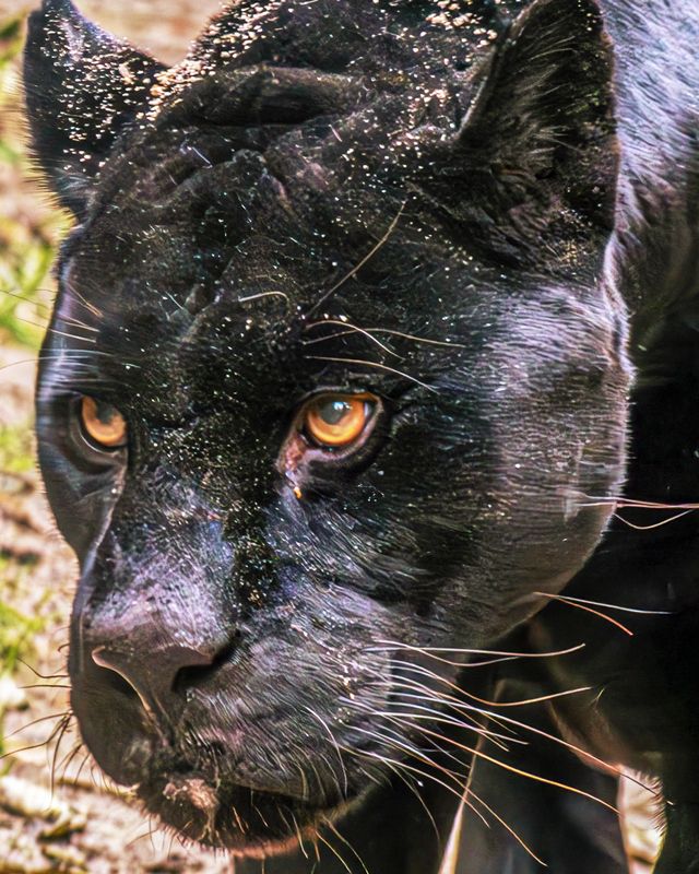 Черная пантера фото превью