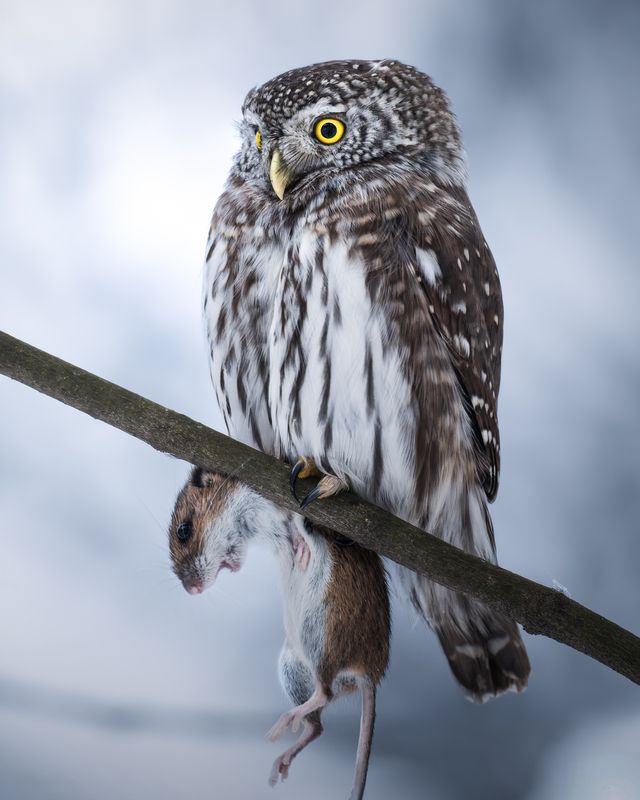 Воробьиный сыч (Glaucidium passerinum)  фото превью