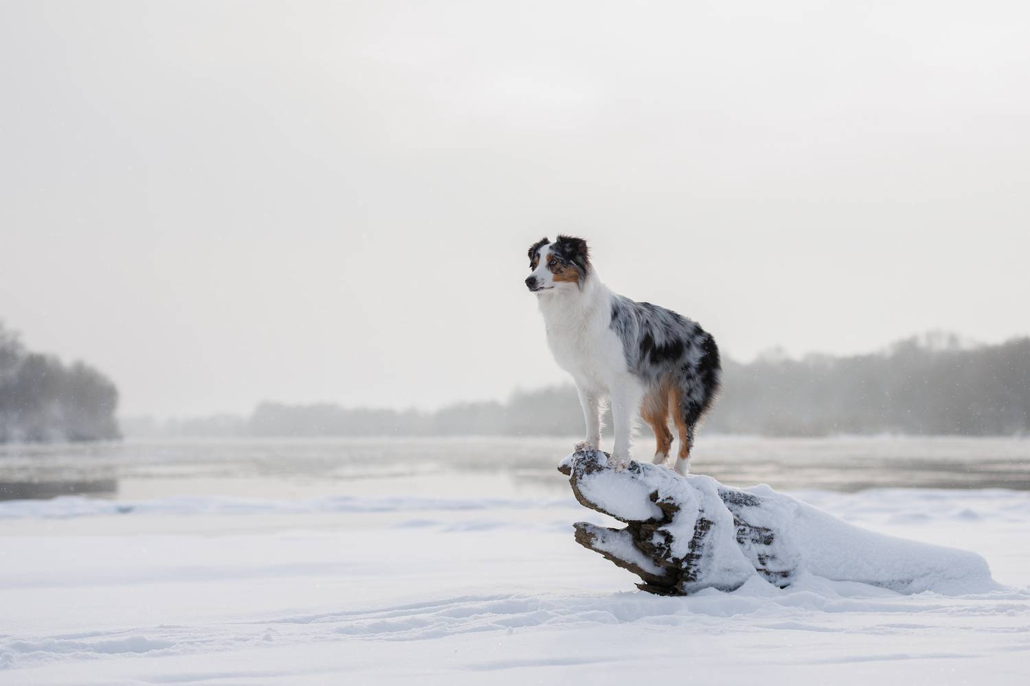 , Шерскова Мария