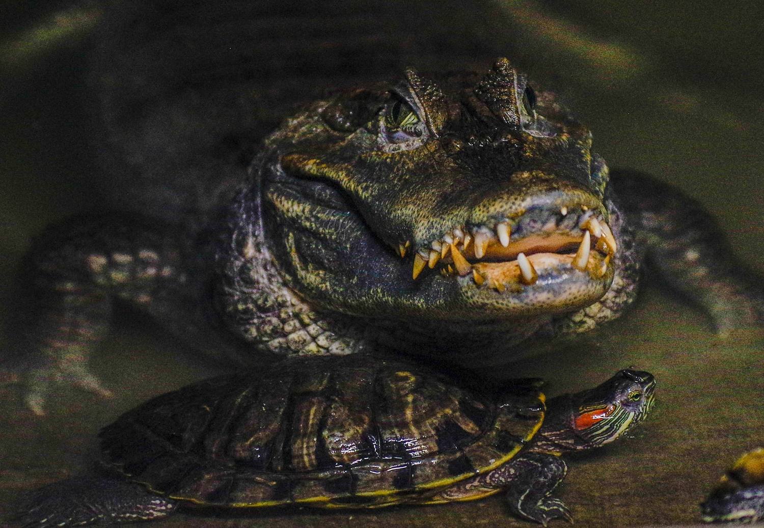 , Михаил Измайлов