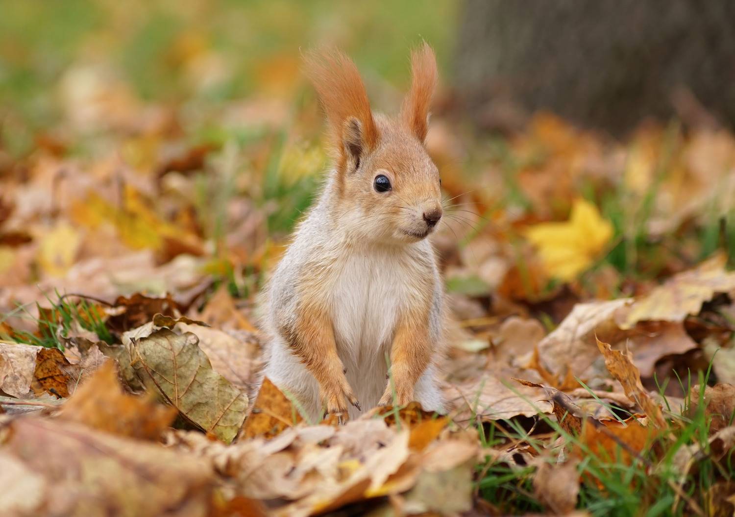 , Чепленко Алексей