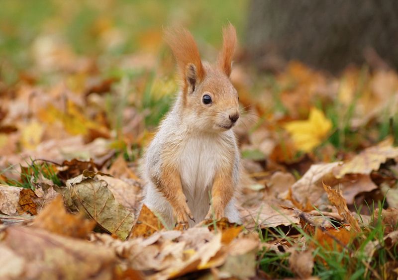 Белка фото превью