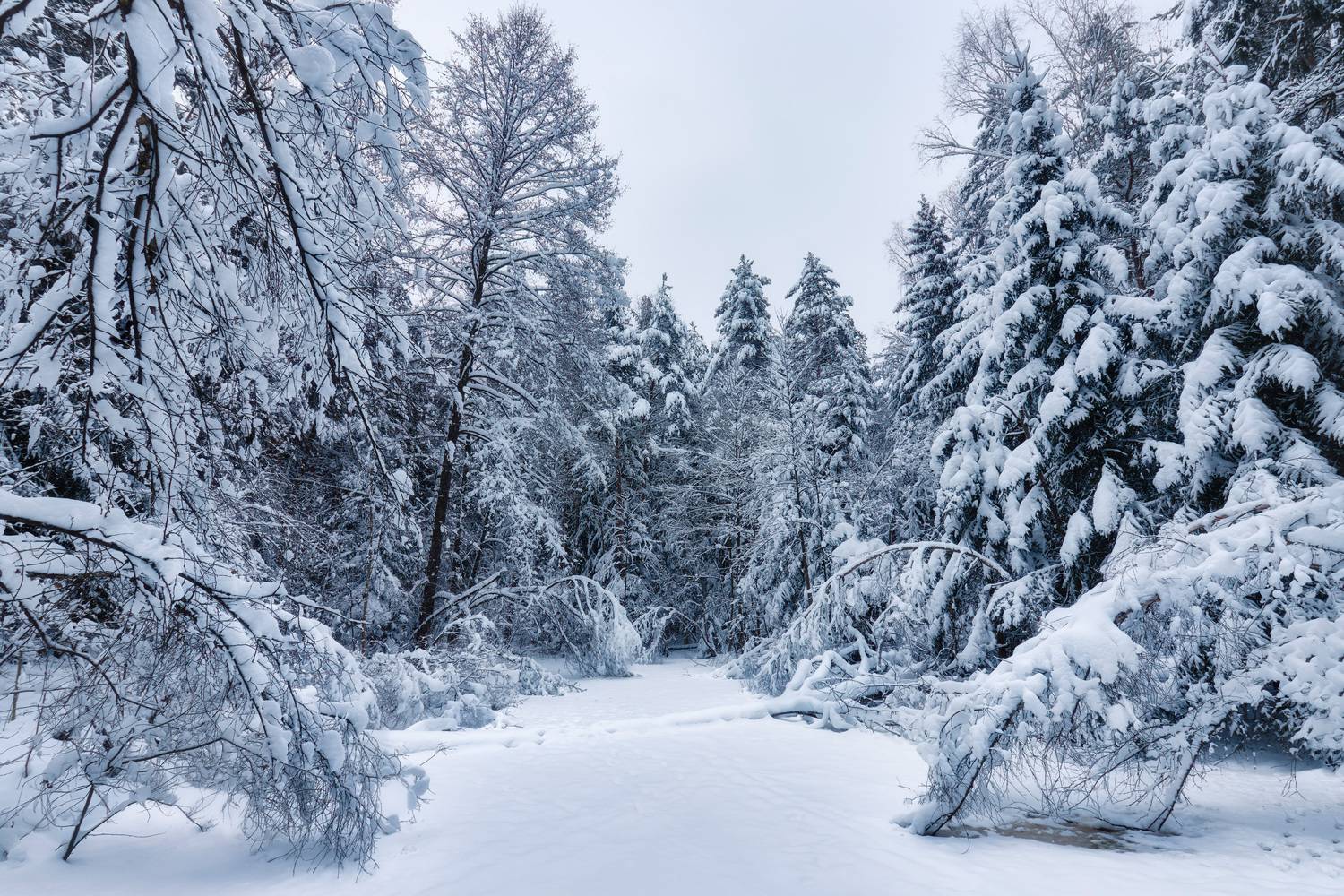 лес, деревья, снег, свет, Валерий Вождаев