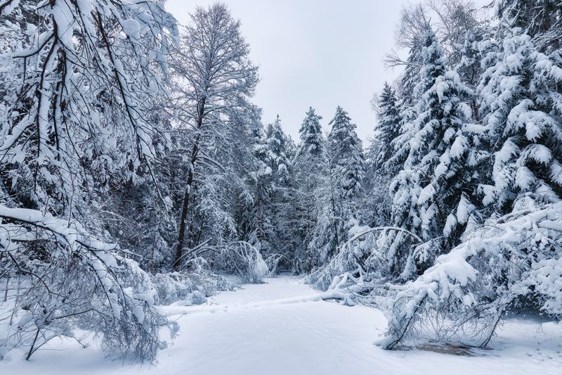 В зимнем лесу фото превью